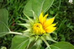 5274-sonnenblume