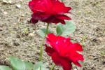 5385-rose