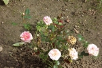 5392-rose