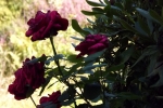 5441-rose
