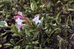 6528-dunkles-gruen-rosa-blueten-herbst