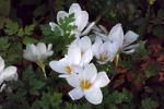6531-herbst-krokusse