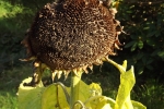 6542-verbluehte-sonnenblume