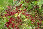 6544-weissdornbeeren-strauch 6544-weissdornbeeren-strauch