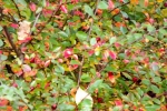 6545-gebuesch-bunte-blaetter