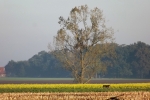 6555-herbst-feld-kahler-baum