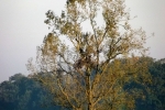 6558-herbst-feld-kahler-baum