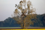 6559-herbst-feld-kahler-baum