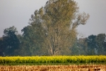 6562-herbst-feld-kahler-baum