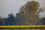 6563-herbst-feld-kahler-baum