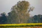 6564-herbst-feld-kahler-baum