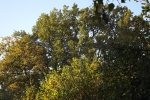 6565-herbstwald