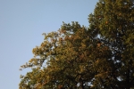 6566-herbstwald