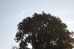 6567-baum-gegenlicht-herbst