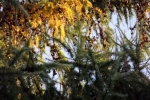 6568-herbst-nadelzweige-sonnenlicht