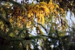 6569-herbst-nadelzweige-sonnenlicht