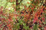 6572-buntes-gebuesch