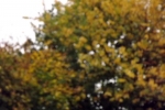 6574-ahorn-herbst-unscharf