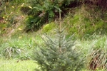 6577-tanne 6577-tanne