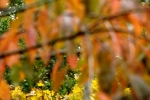 6578-herbstlaub