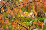 6579-herbstlaub