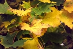 6580-herbstlaub
