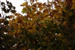 6582-herbstlaub