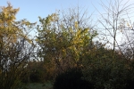 6594-baeume-ohne-blaetter