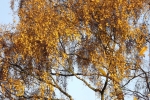 6597-birke-gold-gelb