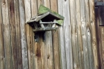6600-vogelhaus-mit-vogel