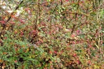 6605-zweige-rot-gruen 6605-zweige-rot-gruen