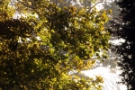 6606-herbst-blaetter-sonnenlicht