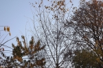 6608-herbst-zweige