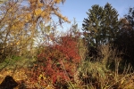 6617-herbstfarben-im-sonnenlicht