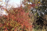 6618-gebuesch-rot-gruen