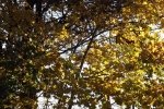 6621-herbstwald-sonnenlicht