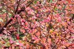 6655-gebuesch-rot