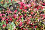 6656-gebuesch-rot-gruen
