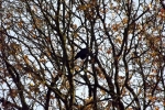 6658-kahler-baum-mit-kraehe