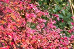 6660-gebuesch-rosa-rot