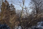 5733-schnee-aeste-kahle-baeume