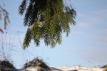 5774-schnee-hang-tanne