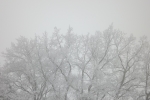 5802-vereiste-baeume-nebel