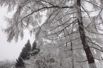 5803-vereiste-zweige-am-baum