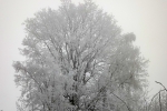 5809-vereister-baum-geaest
