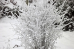 5831-maibeere-schnee