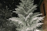 5837-tanne-schnee-verschneit-nachts-beleuchtet
