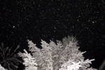 5839-tanne-schnee-verschneit-nachts-beleuchtet