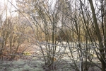 8358-zweige-im-winter