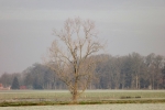 8364-baum-winter-sonne-beleuchtet